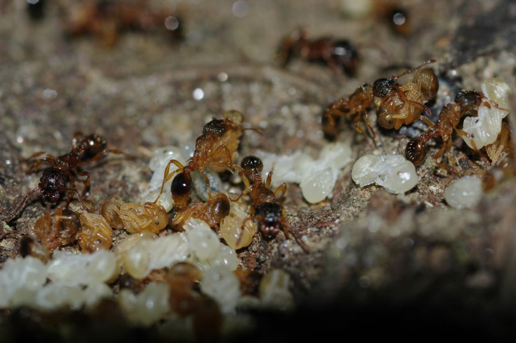 Formicidae 2: Myrmica lobicornis